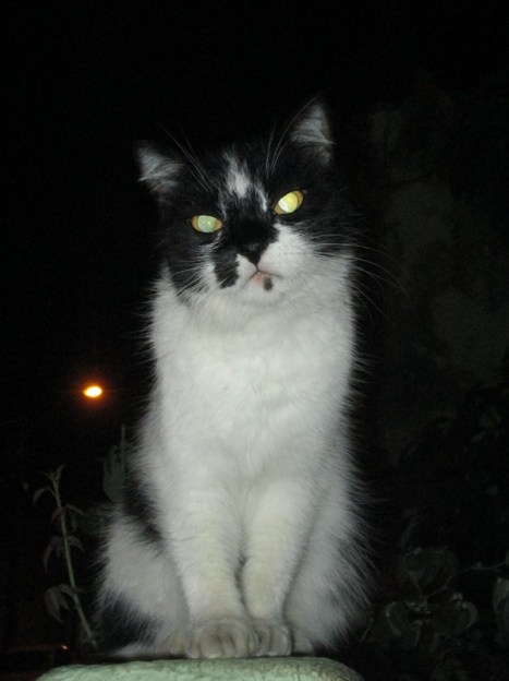 Pagu partiu para alguma espécie de céu de bichos de estimação. Foto: Zema Ribeiro