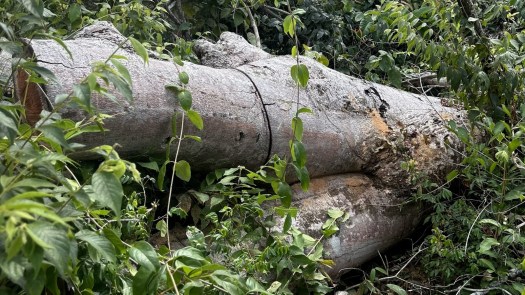 Árvore centenária tombada pelo desmatamento que vitima a comunidade
